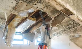 Best Mold Damage Restoration  in Independence, WI